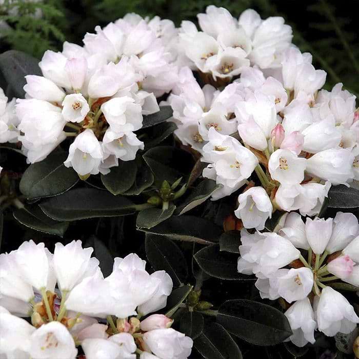 Rhododendron (Rhododendron pachysanthum Silbervelours)