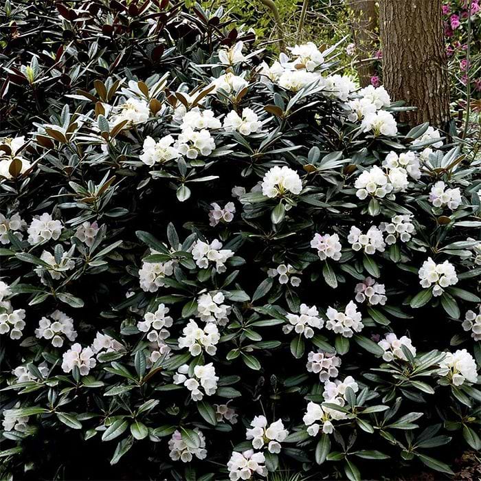 taxus media 'hillii höhe Taxus media Hillii Pflanzen-Set Ø17cm 60cm Gartenpflanze kaufen main image 0