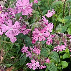 Dag-Pragtstjerne (Silene dioica)