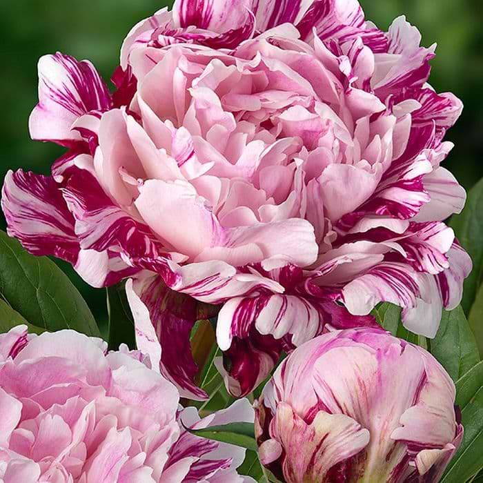 Silkepæon 'Candy Stripe'