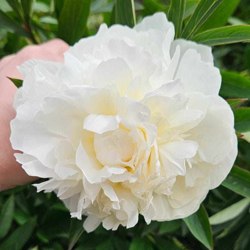 Silkepæon 'White Sarah Bernhardt'
