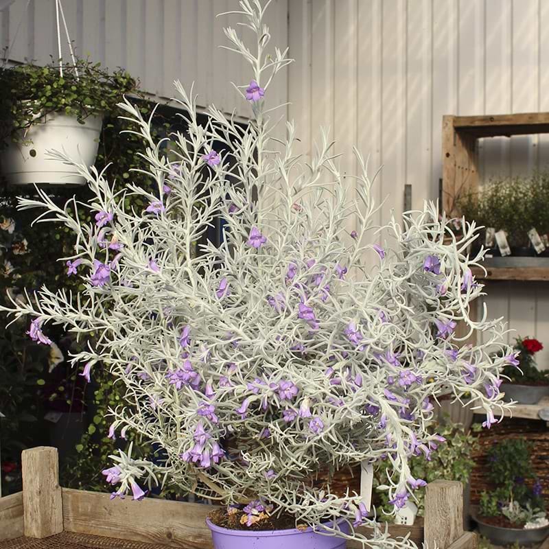 australsk silkeplante