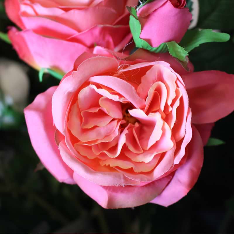 Rose, stor (Silkeblomst)