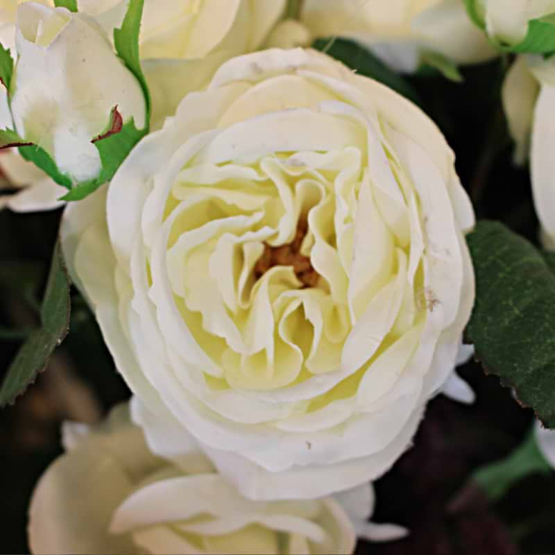 Rose, stor (Silkeblomst)