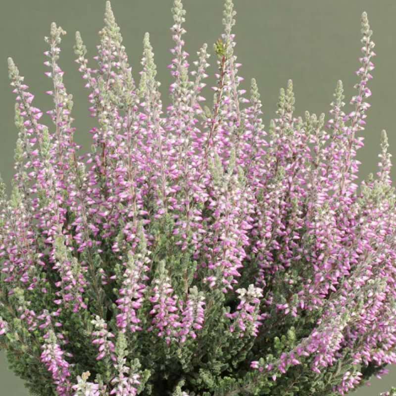 Silvana calluna