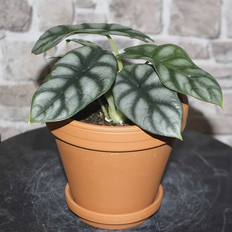 Stueplante silver dragon
