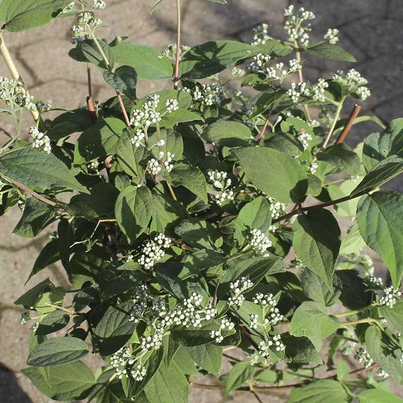 Stjernetop deutzia silver star