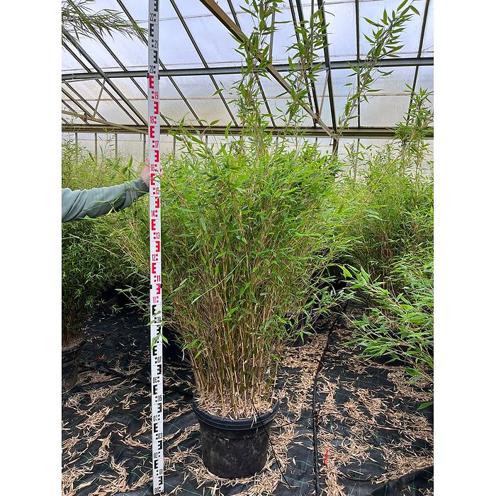 Bambus Gul (Fargesia murielae 'Simba') 160-200 cm XL