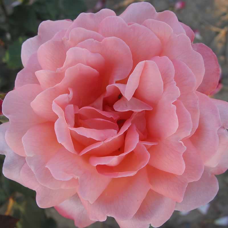 Rose sissel renaissance
