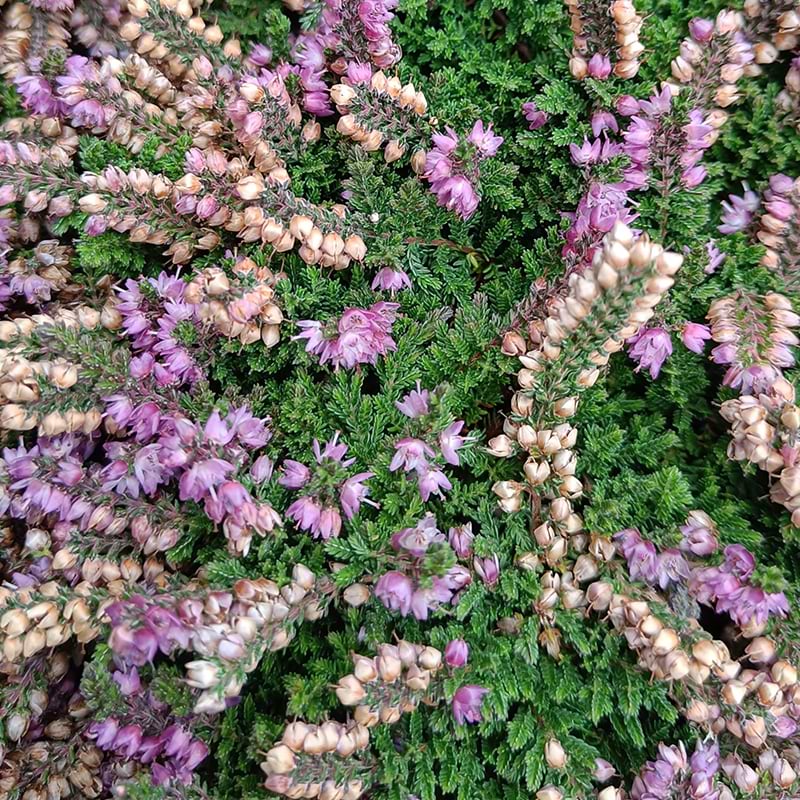 Calluna vulgaris Sister Anne