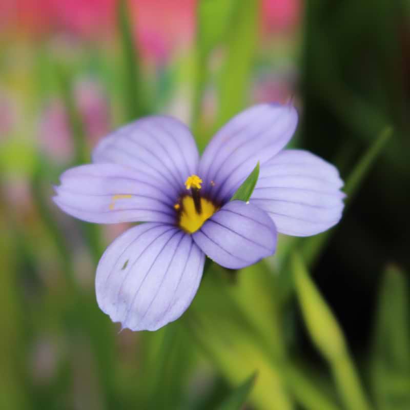 Blåøje (Sisyrinchium angustifolium 'Devon skies')