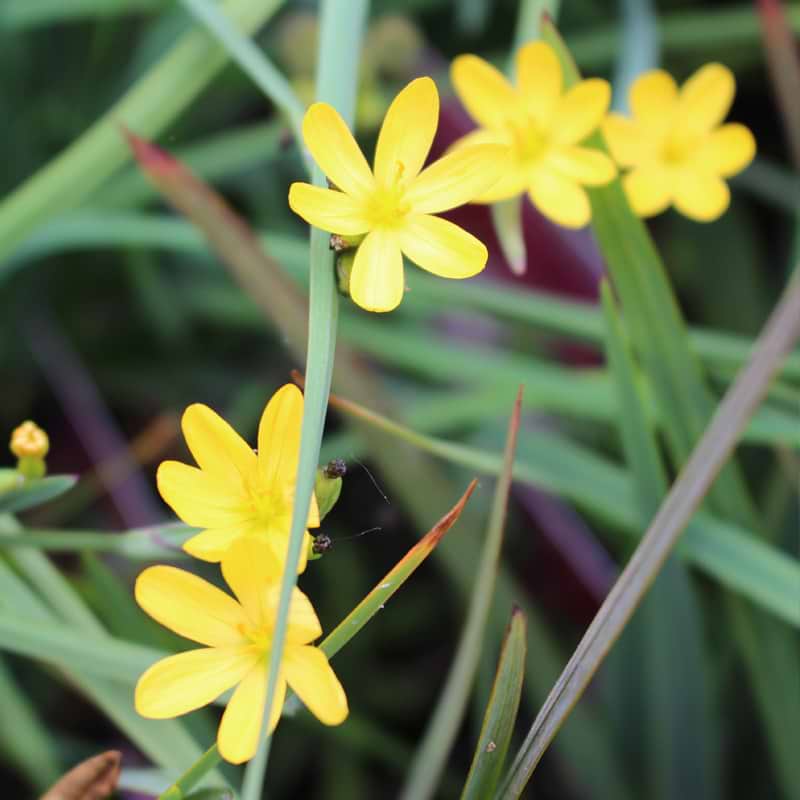 gulblomstret græs (Sisyrinchium californicum)