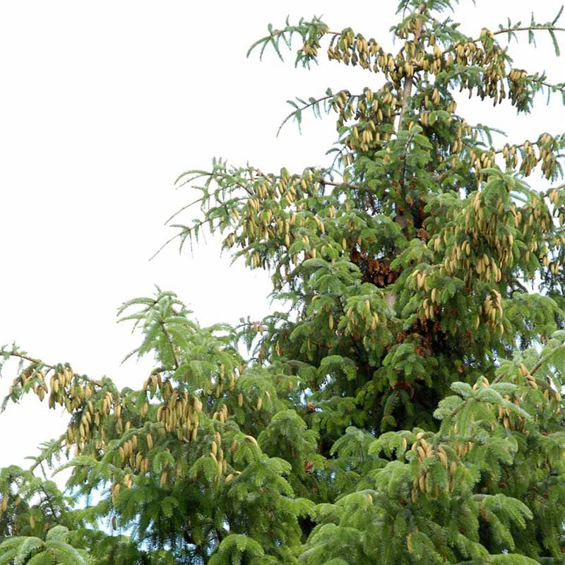 PICEA SITCHENSIS