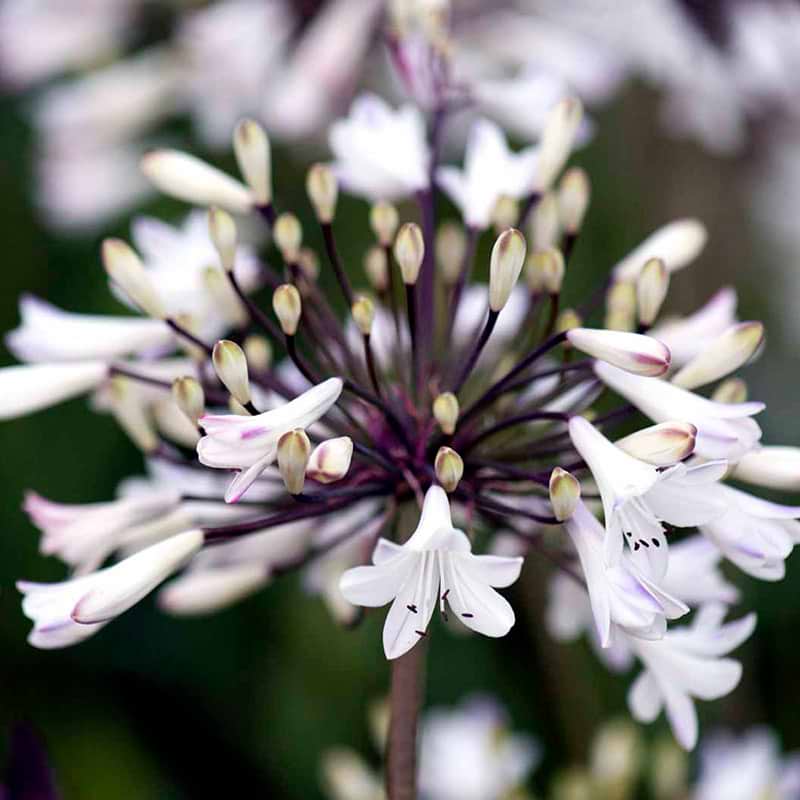 Agapanthus africanus White Heaven