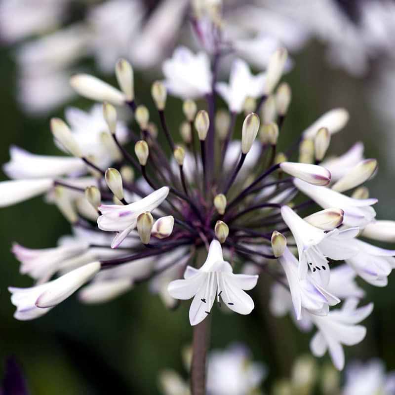 Skærmlilje (Agapanthus africanus 'White Heaven') Flere varianter 