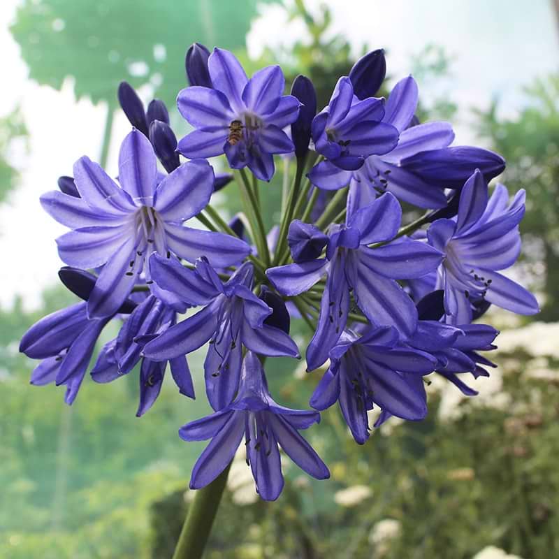 blå skærmlilje Brillant Blue