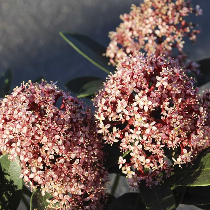 Skimmia