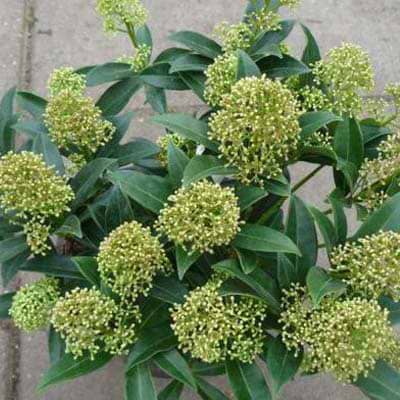 Skimmia Godrie's Dwarf