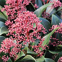 Skimmia japonica Rubella