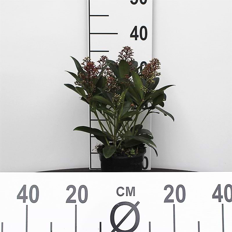 Skimmia lille