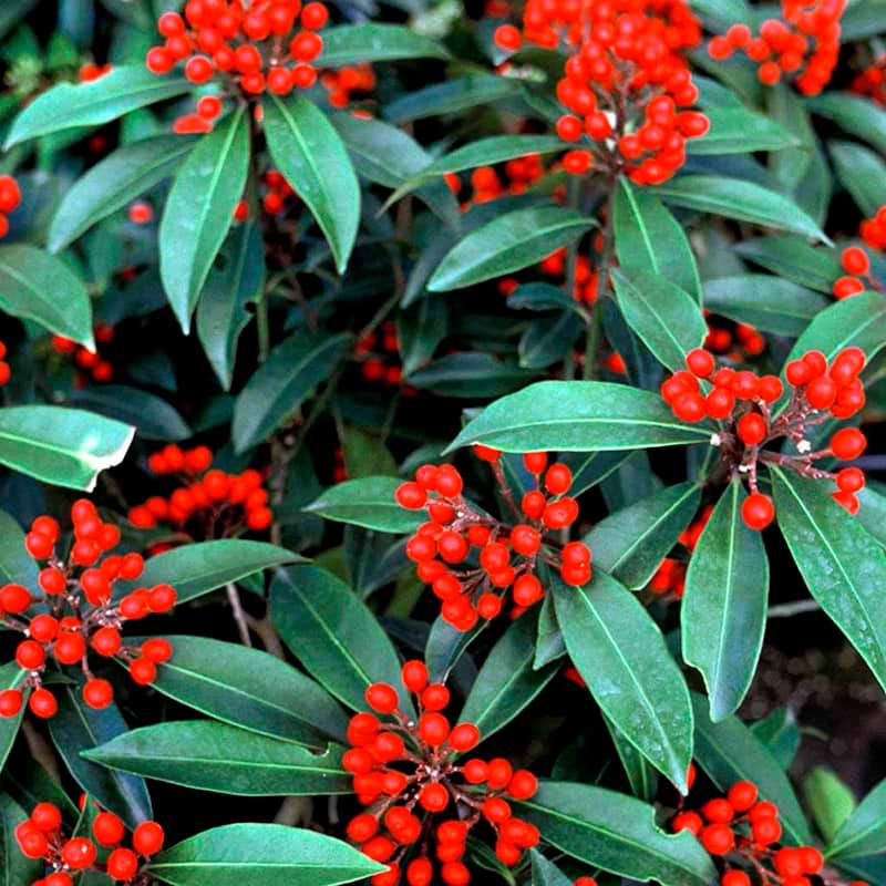 Skimmia Reevesiana
