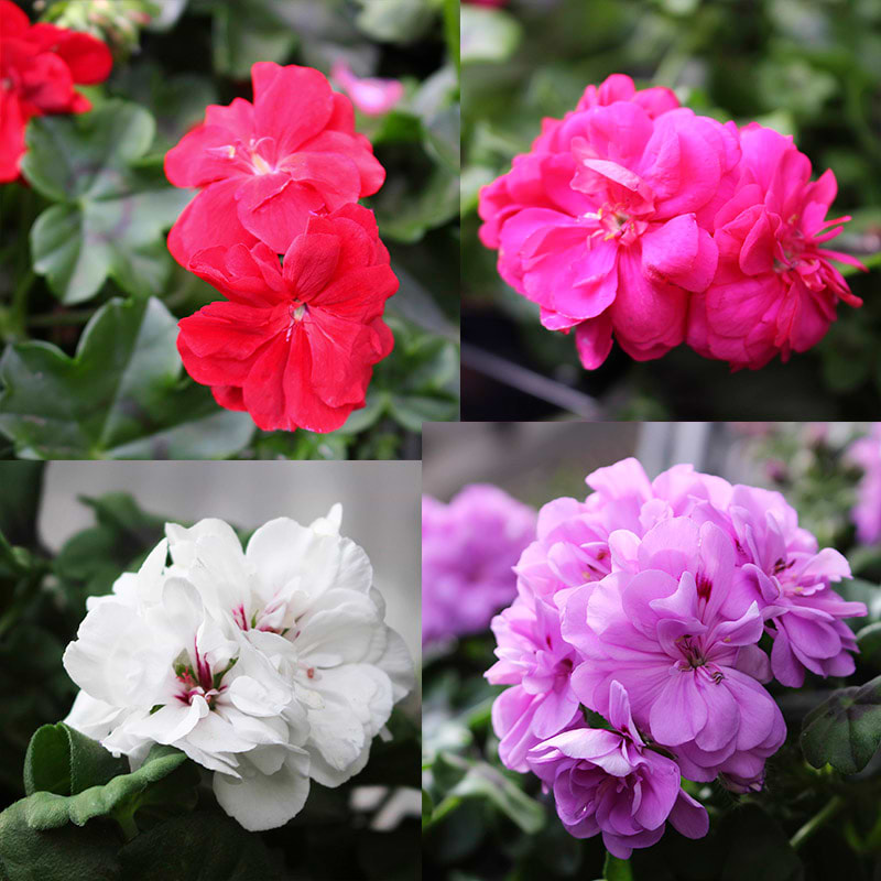 pelargonie