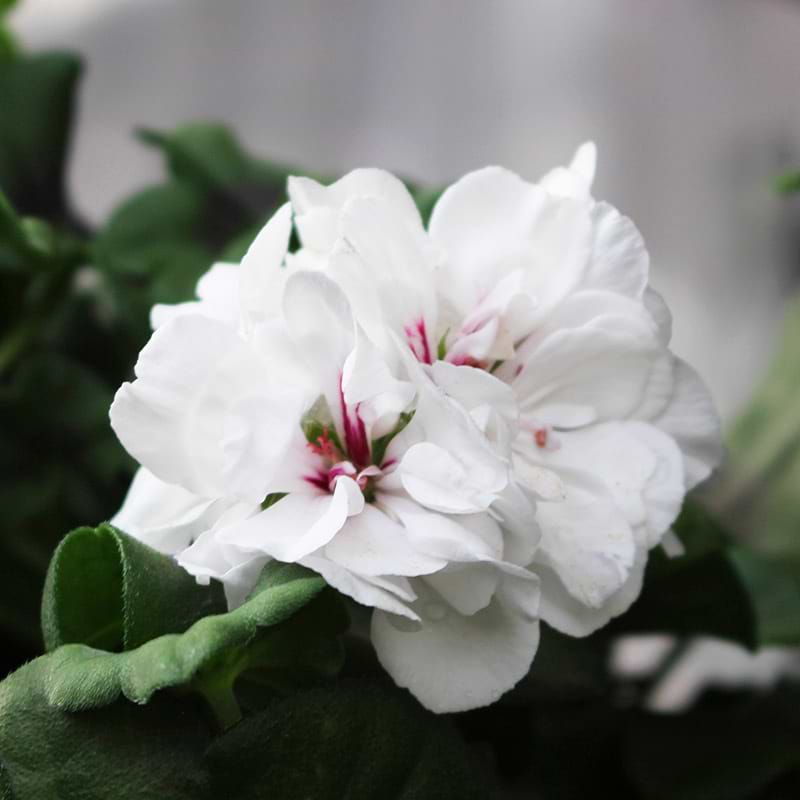 hvid pelargonie
