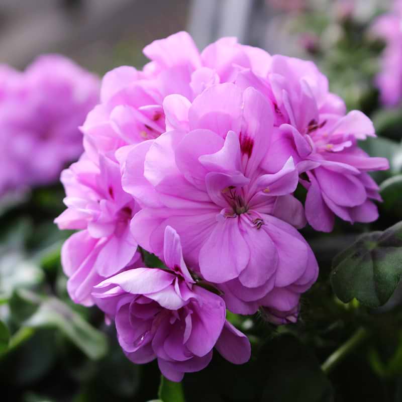 lilla pelargonie