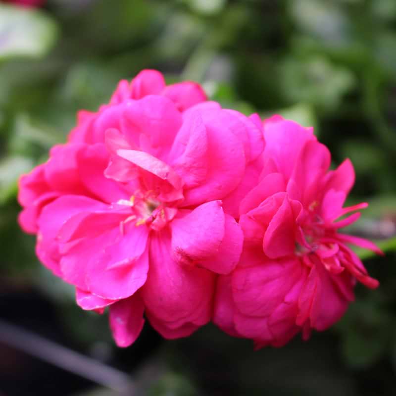 pink pelargonie