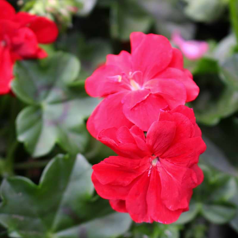 rød pelargonie