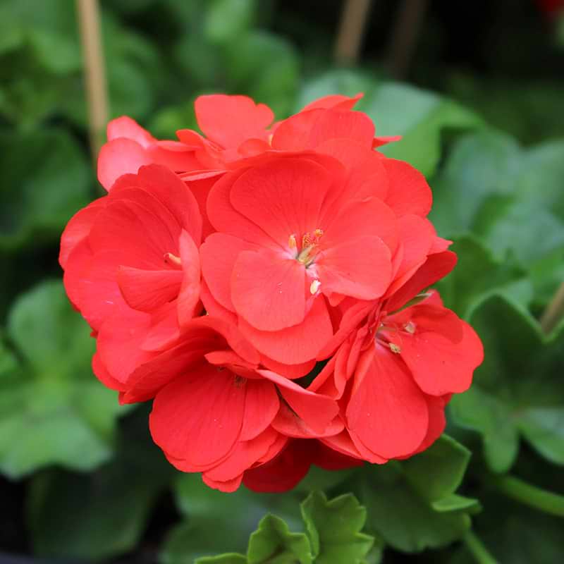 Slyng pelargonie