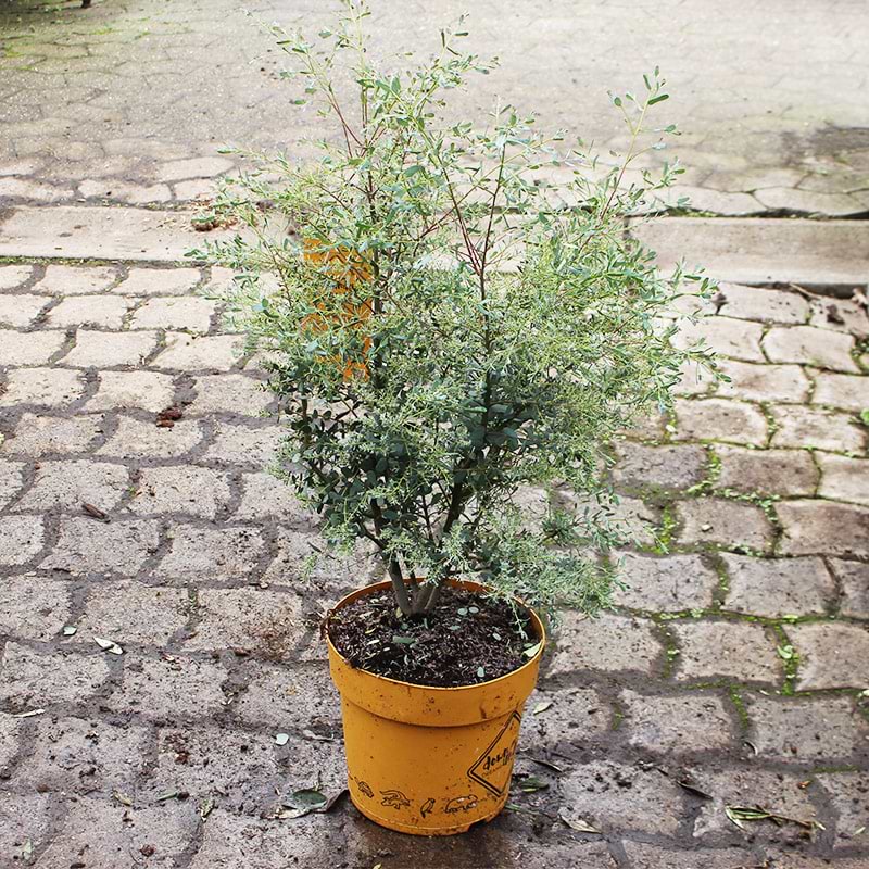 Smalbladet eukalyptus