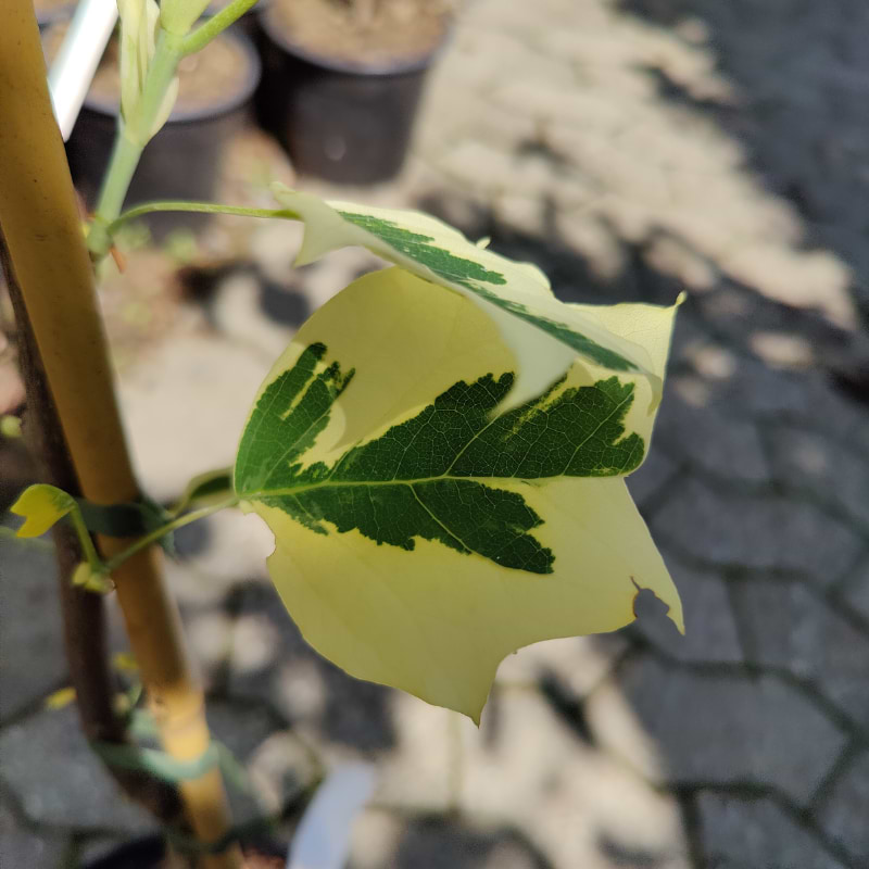 Tulipantræ (Liriodendron tulipifera 'Snow Bird') 80-120 cm