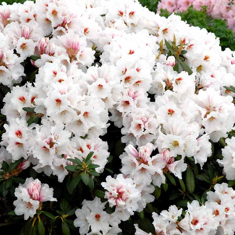 Rhododendron Bohlkens snow fire