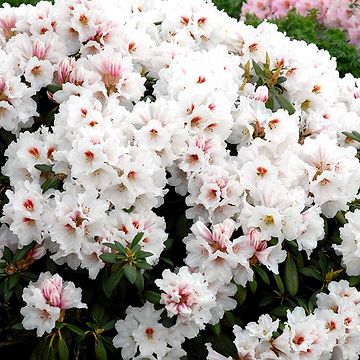 Rhododendron (Rhododendron yak. 'Bohlkens Laura') 30-40 cm
