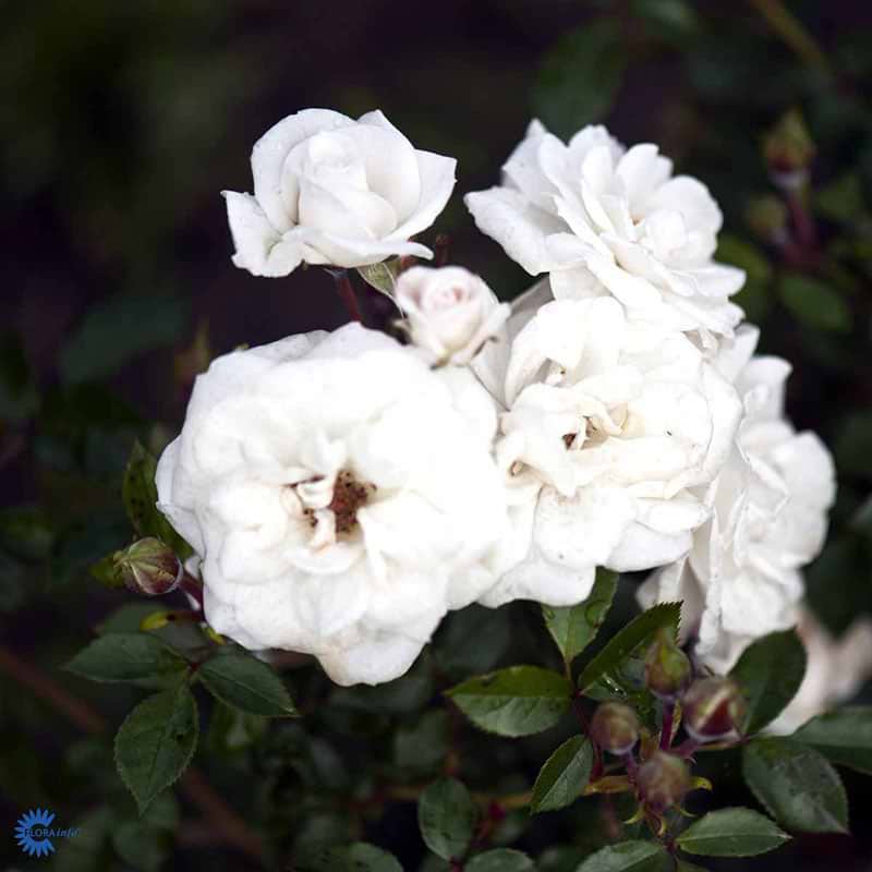 Buketrose (Rosa 'Snow hit') - Flere varianter