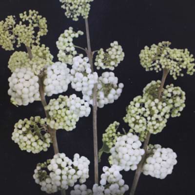Glasbær (Callicarpa 'Magical Snowqueen') Opstammet - Flere varianter