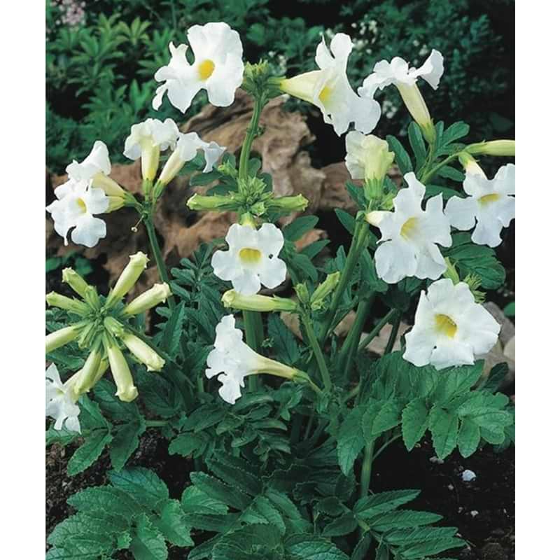 Incarvillea Snowtop