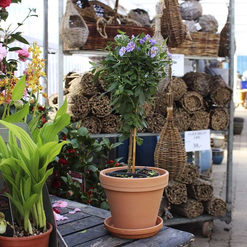 kartoffelblomst