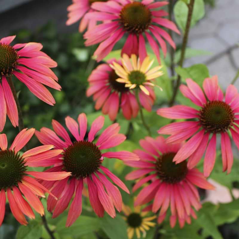 Purpursolhat blomster