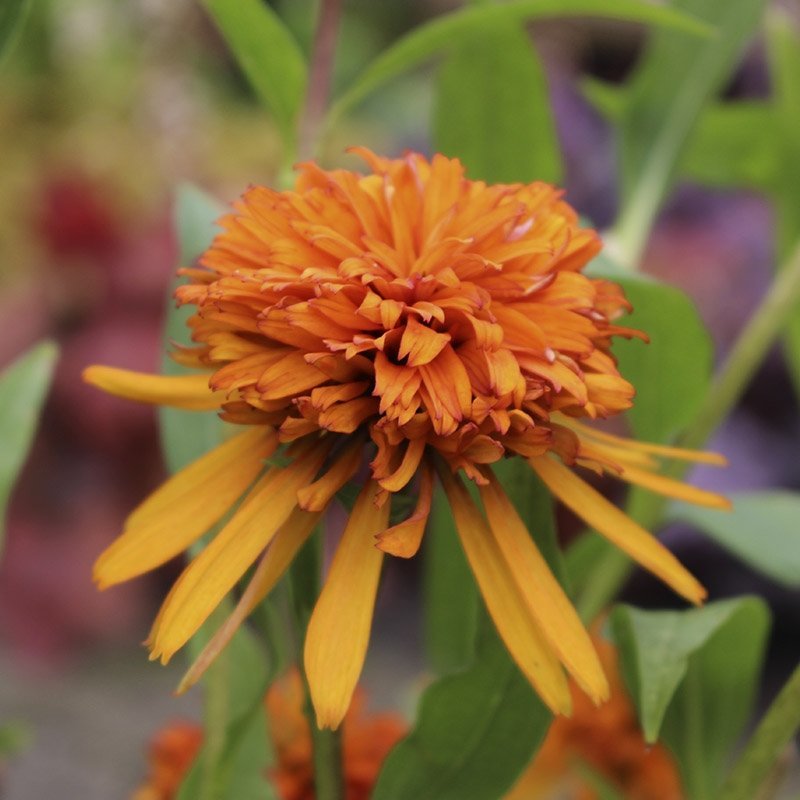 Echinacea Marmelade