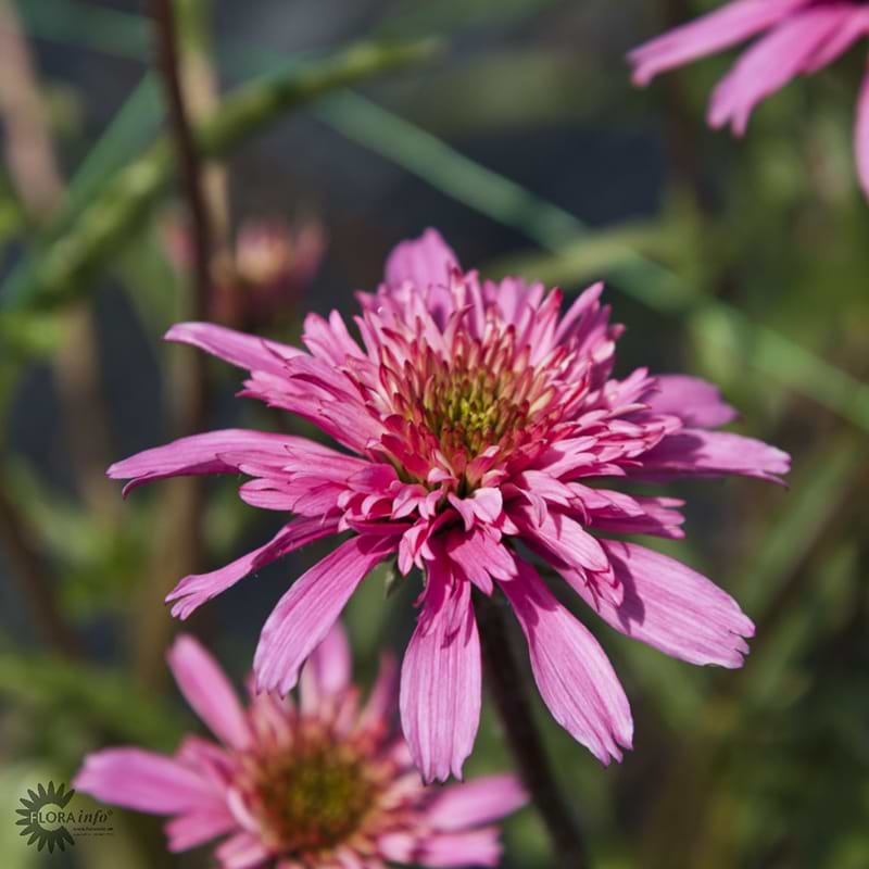 Echinacea Mini Belle