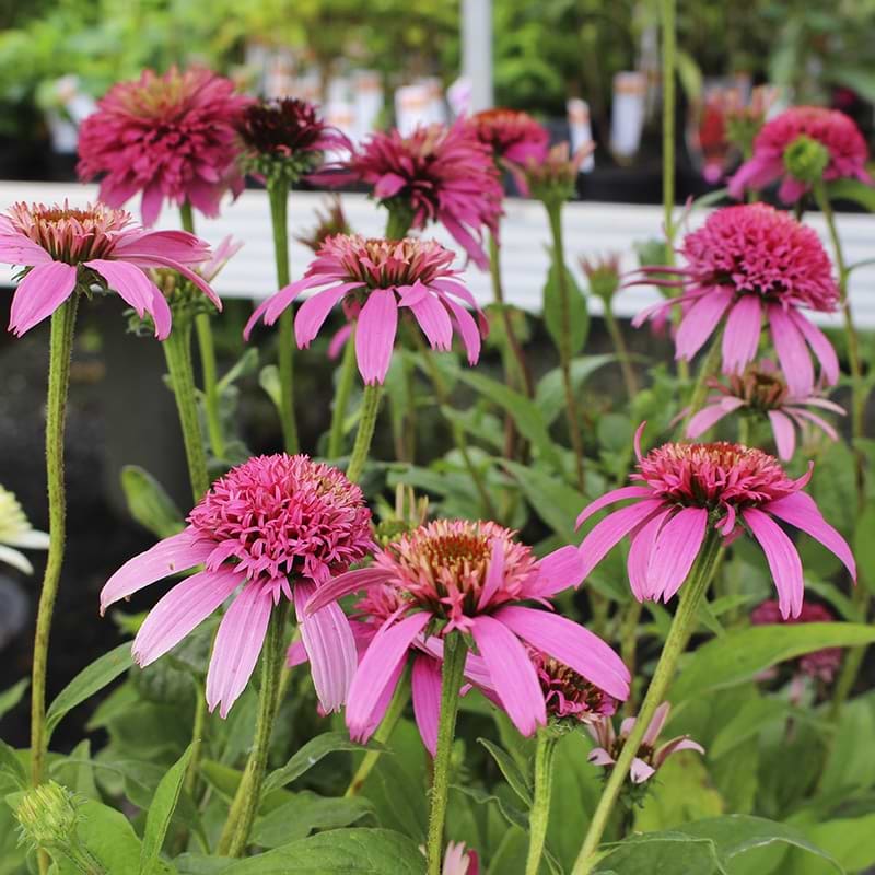 Solhat Echinacea Pink Double Delight blomster