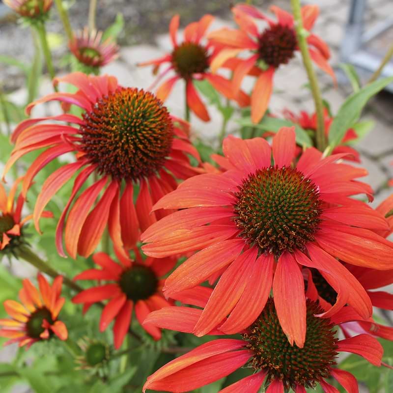 Purpursolhat Echinacea Tomato Soup