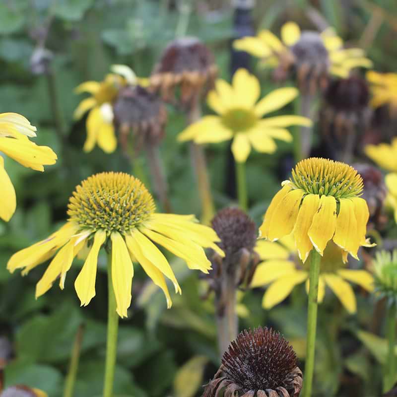 Echinacea 'Sombrero Lemon Yellow'