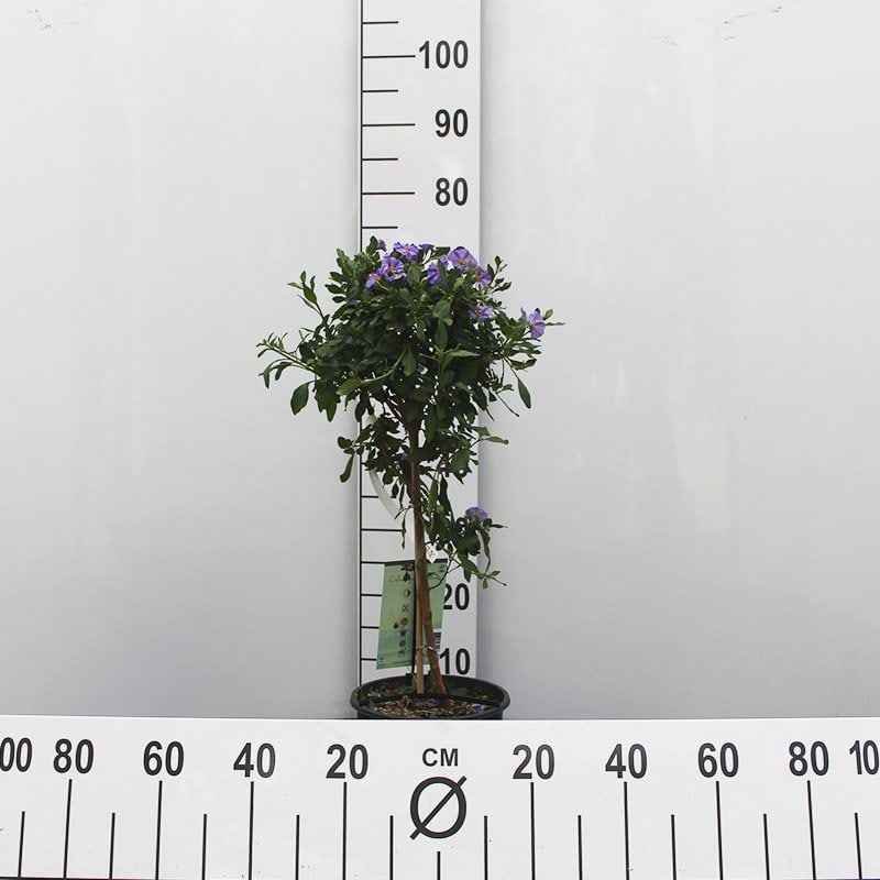 opstammet sommerblomst med lilla blomster