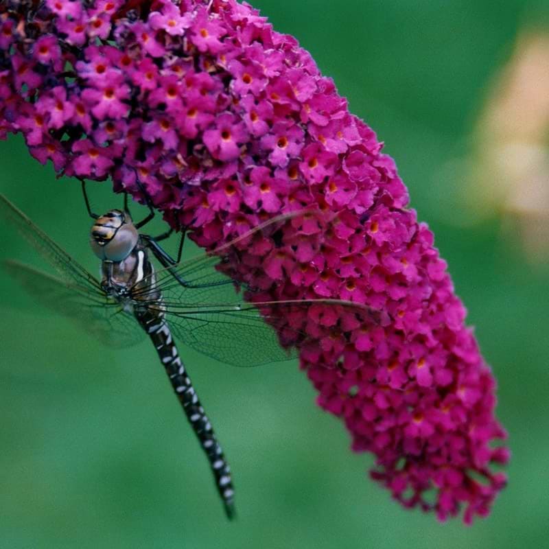 Buddleia 'Prince Charming'