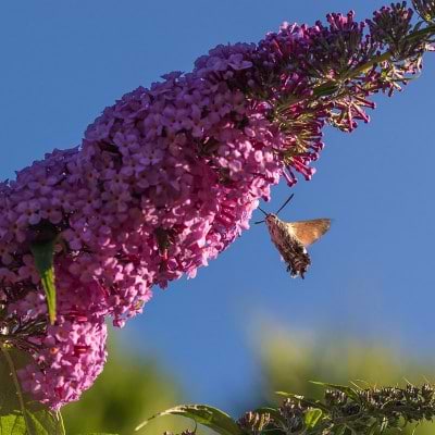 Buddleija davidii 'Border Beauty'