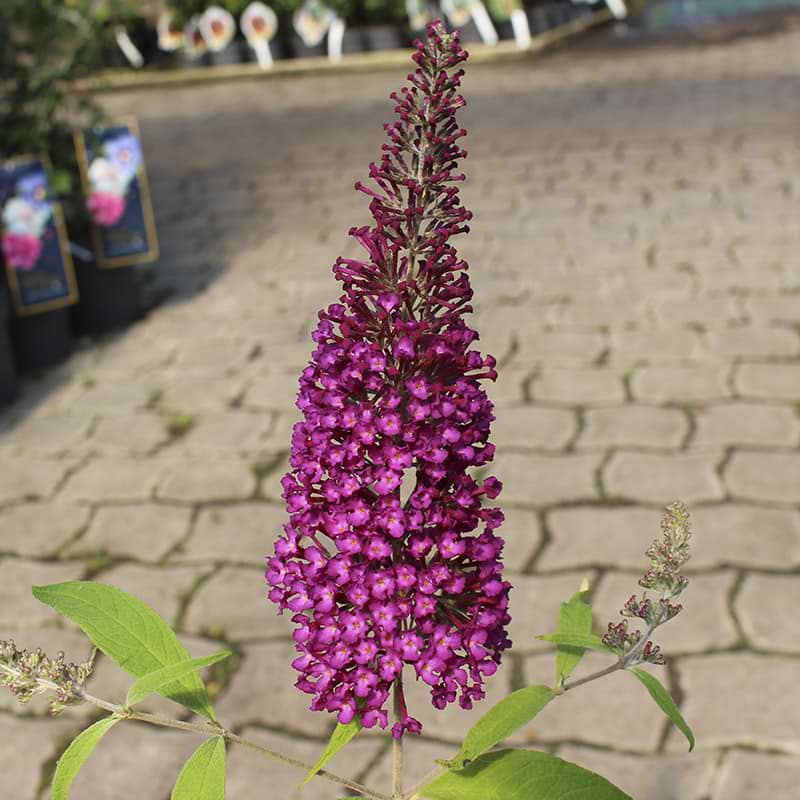 Sommerfuglebusk (Buddleja davidii 'Sugar Plum') Flere varianter 