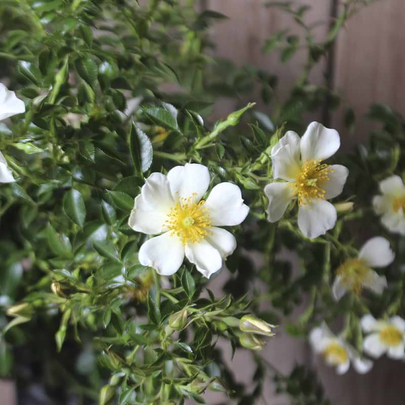 Rosa sonnen röschen